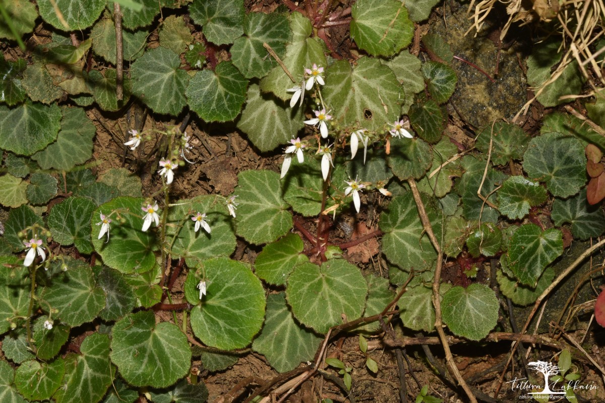 Saxifraga stolonifera Curtis